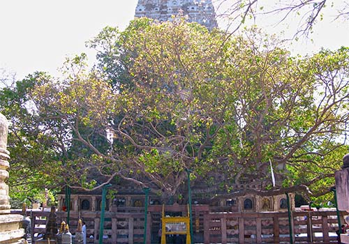 Maha Bodhi Tree